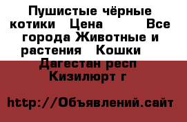 Пушистые чёрные котики › Цена ­ 100 - Все города Животные и растения » Кошки   . Дагестан респ.,Кизилюрт г.